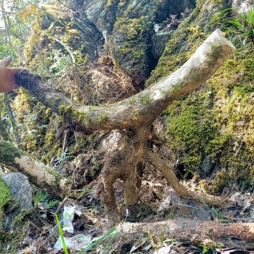 珍珠黄杨造型下山桩。