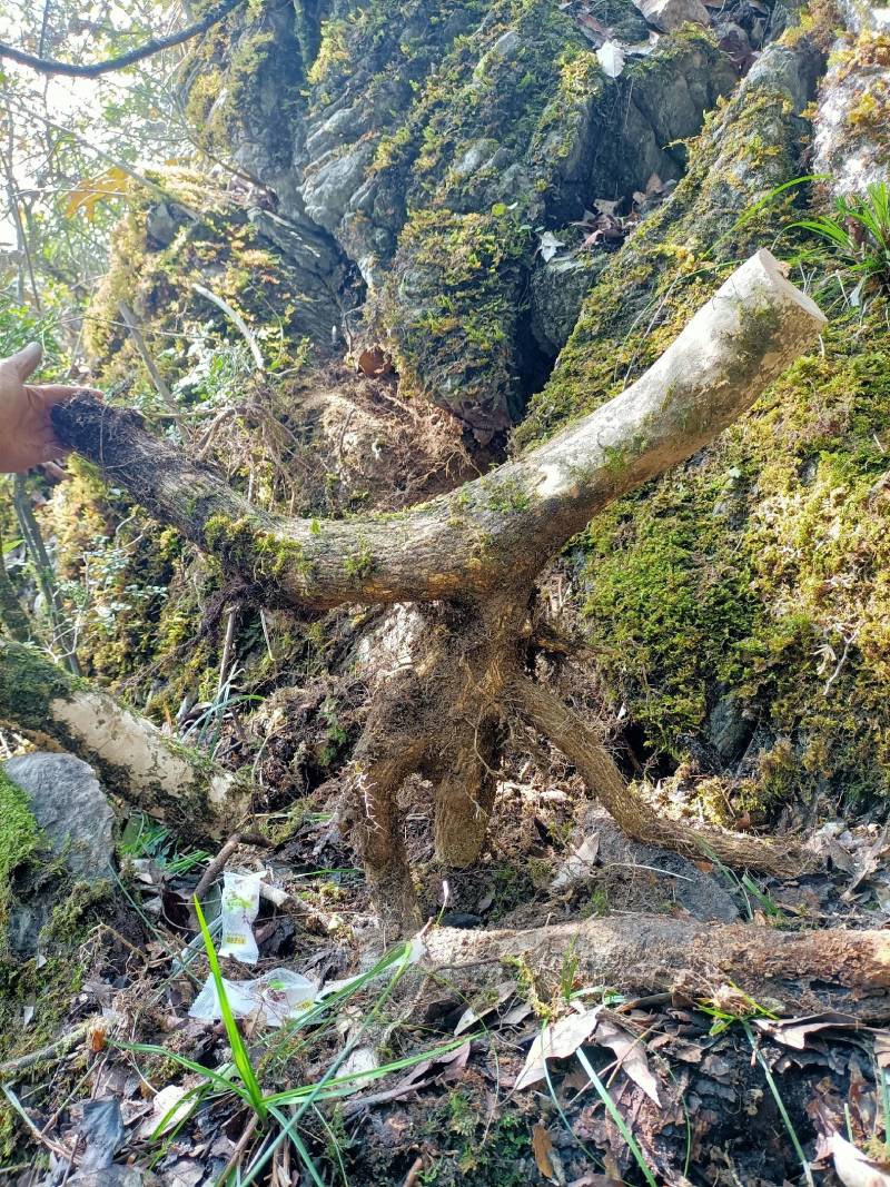 珍珠黄杨造型下山桩。