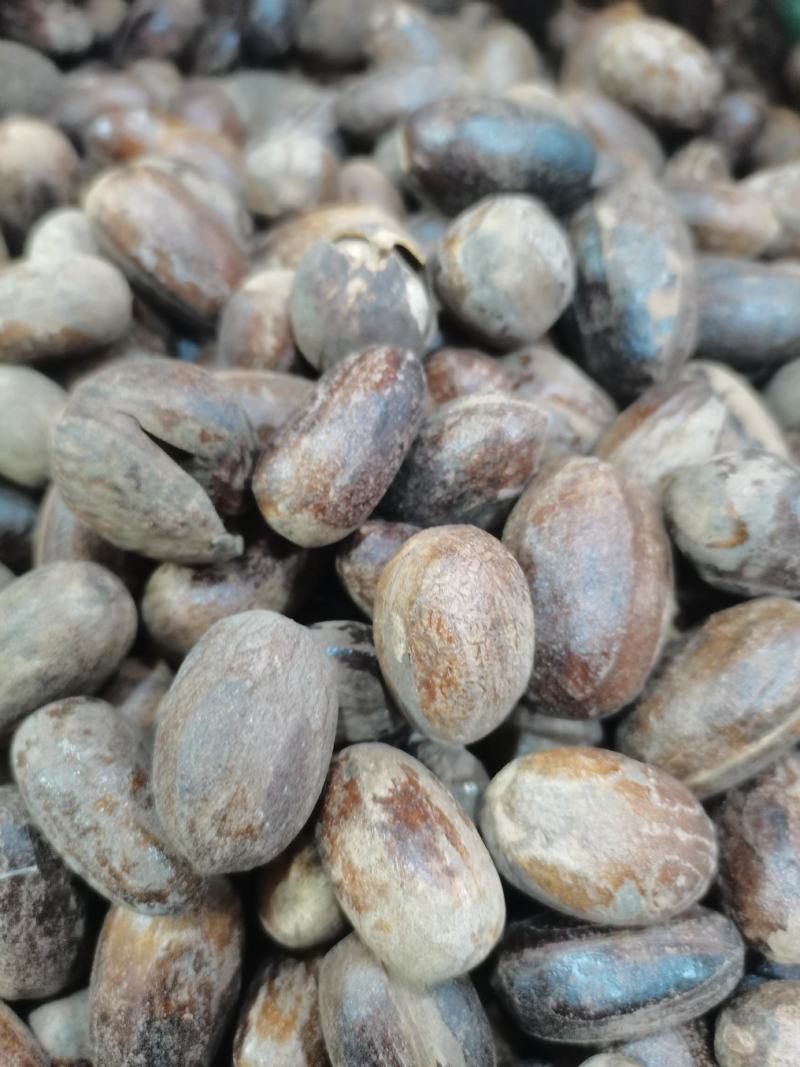 长香果，圆香果，大货供应，批零兼营，