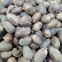 长香果，圆香果，大货供应，批零兼营，