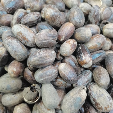 长香果，圆香果，大货供应，批零兼营，