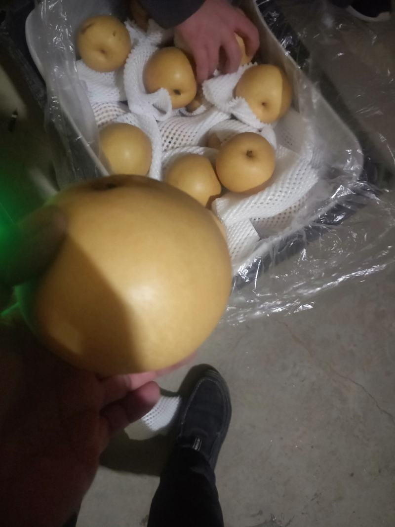 丰水梨，口感甜，水分足，个头大