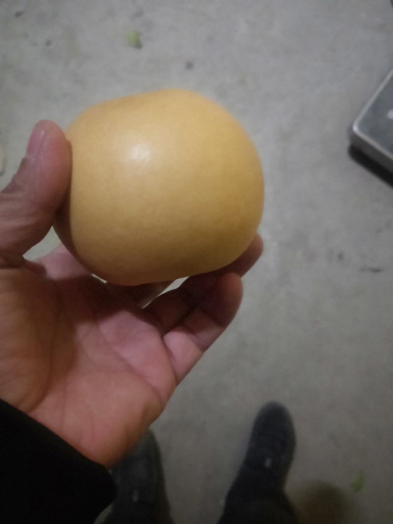 丰水梨，口感甜，水分足，个头大