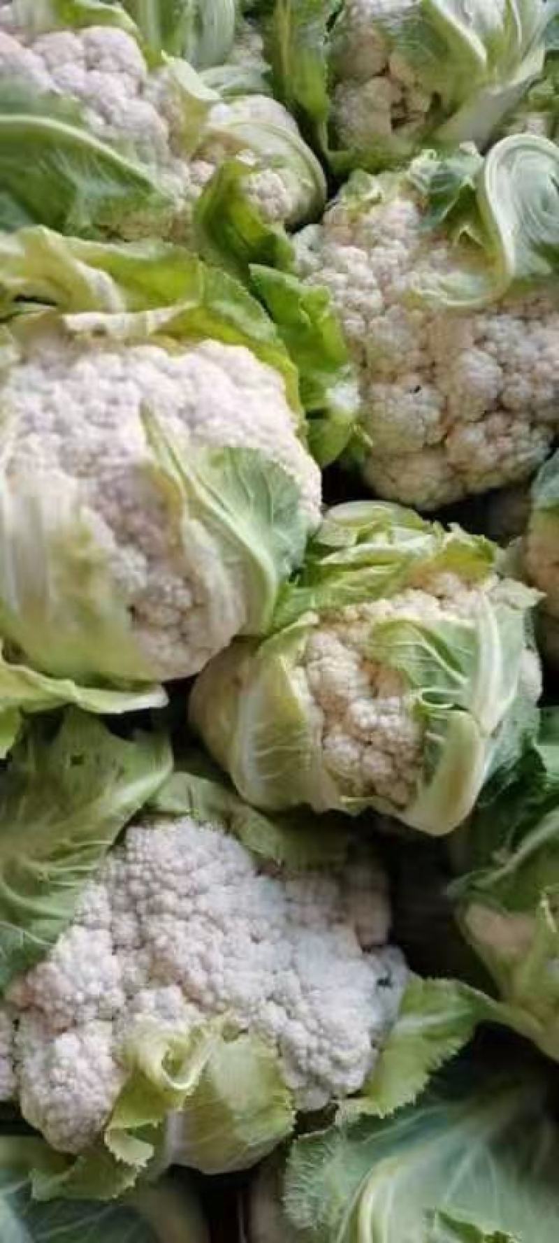 陕西汉中菜花乳白色，产地直供，价格优惠欢迎各地客商前来考察