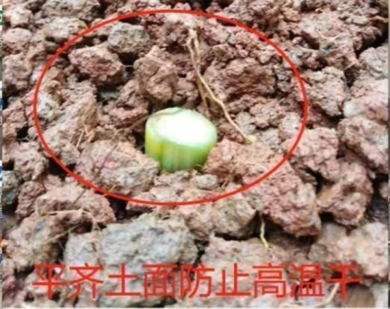 甜象草种节新型四季高产多年生牧草容易成活