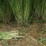 甜象草种节新型四季高产多年生牧草容易成活