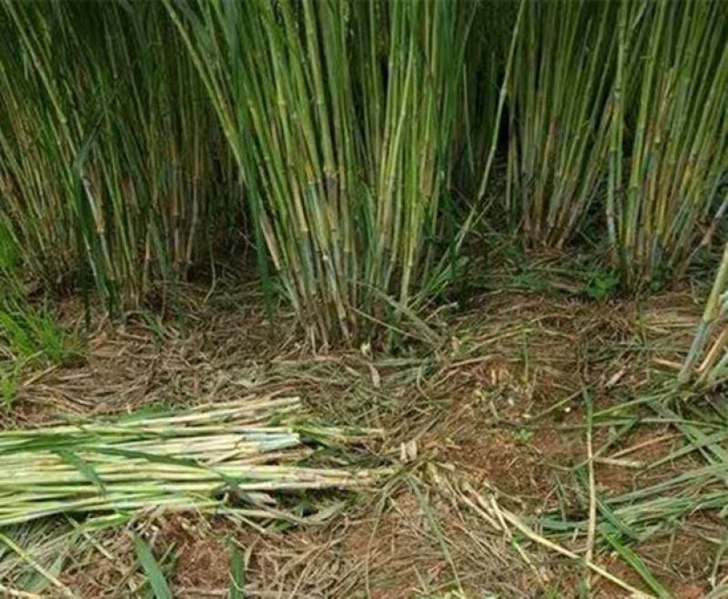 甜象草种节新型四季高产多年生牧草容易成活
