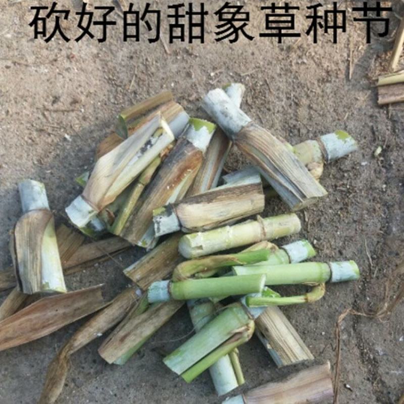 甜象草种节新型四季高产多年生牧草容易成活