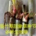 甜象草种节新型四季高产多年生牧草容易成活