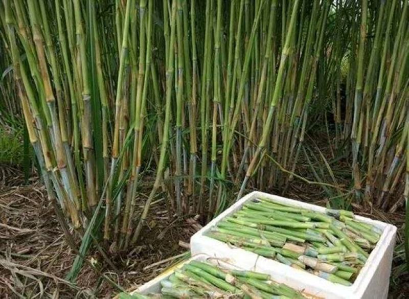 甜象草种节新型四季高产多年生牧草容易成活
