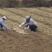 甜象草种节新型四季高产多年生牧草容易成活