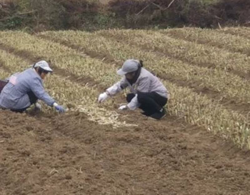 甜象草种节新型四季高产多年生牧草容易成活