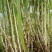 甜象草种节新型四季高产多年生牧草容易成活