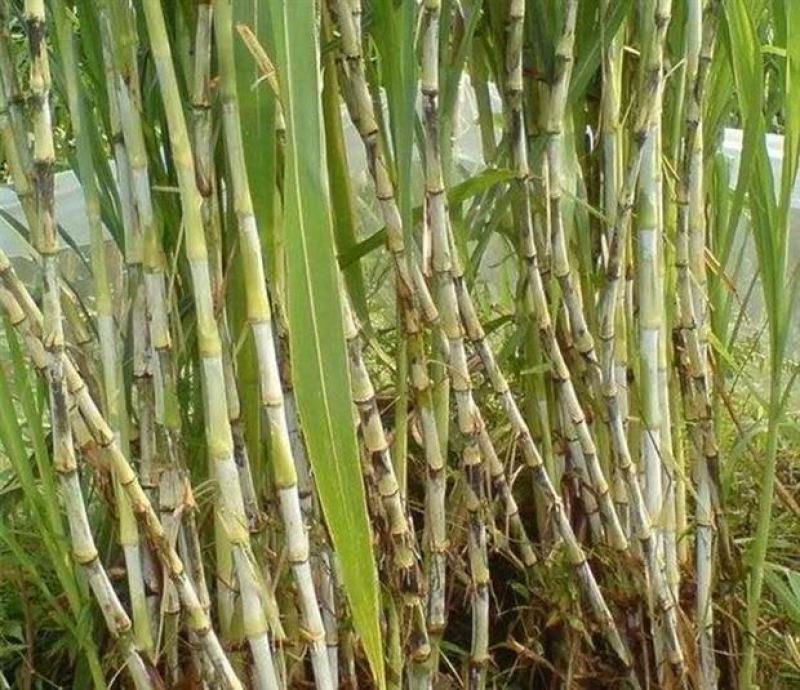 甜象草种节新型四季高产多年生牧草容易成活