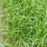 甜象草种节新型四季高产多年生牧草容易成活