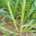 甜象草种节新型四季高产多年生牧草容易成活