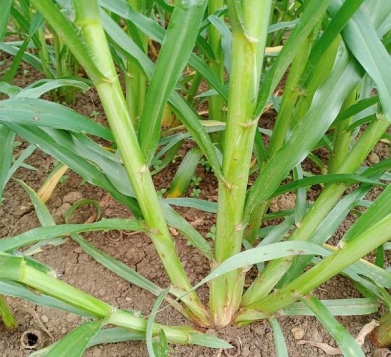 甜象草种节新型四季高产多年生牧草容易成活