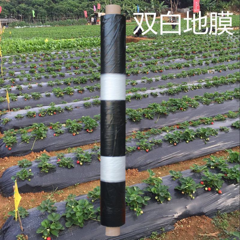 黑白相间地膜双白单白种植蔬菜药材建筑膜农用地膜