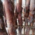 特产新疆熏马肠新疆正宗熏马肠伊犁熏马肠