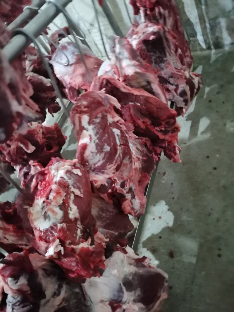 优质鲁西黄牛肉纯干新鲜量大优惠对接各级采购商