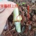 皇竹草种节甜象草种节新型四季高产多年生牧草容易成活