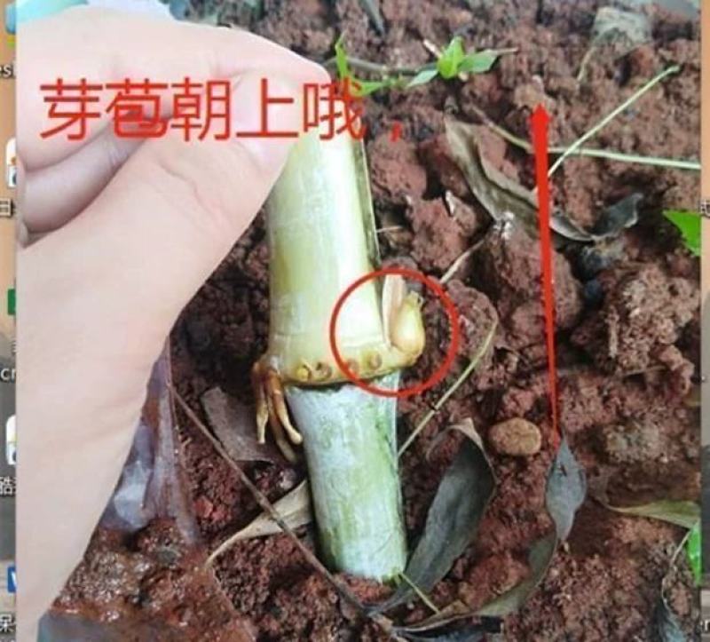 皇竹草种节甜象草种节新型四季高产多年生牧草容易成活