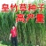 皇竹草种节甜象草种节新型四季高产多年生牧草容易成活