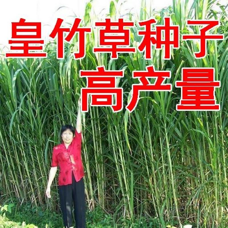 皇竹草种节甜象草种节新型四季高产多年生牧草容易成活