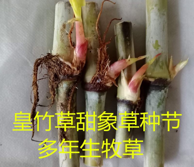 皇竹草种节甜象草种节新型四季高产多年生牧草容易成活