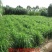 皇竹草种节甜象草种节新型四季高产多年生牧草容易成活