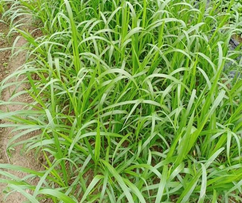 皇竹草种节甜象草种节新型四季高产多年生牧草容易成活
