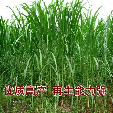 皇竹草种节甜象草种节新型四季高产多年生牧草容易成活