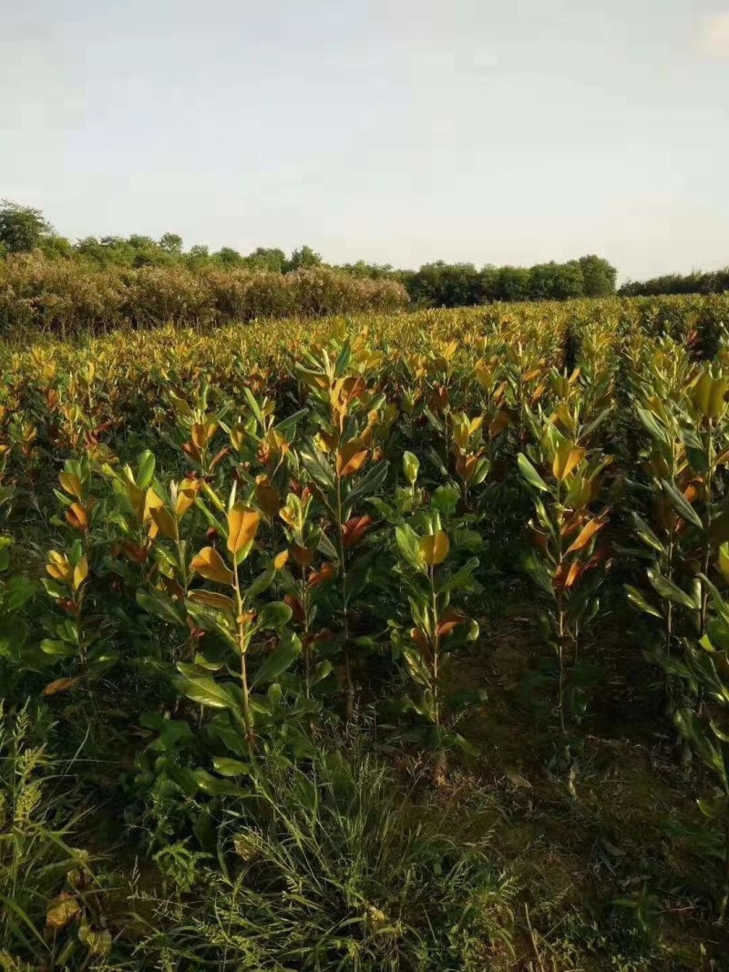 广玉兰苗，2-6公分广玉兰入圃苗批量出售