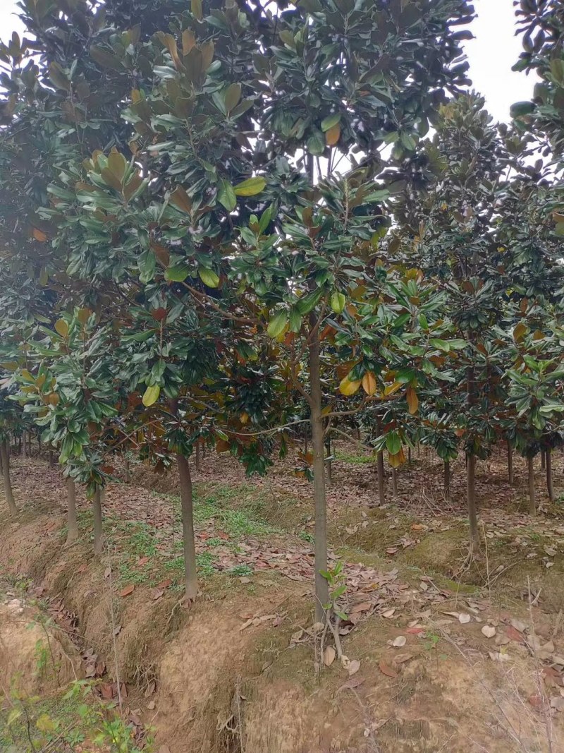 广玉兰苗，2-6公分广玉兰入圃苗批量出售