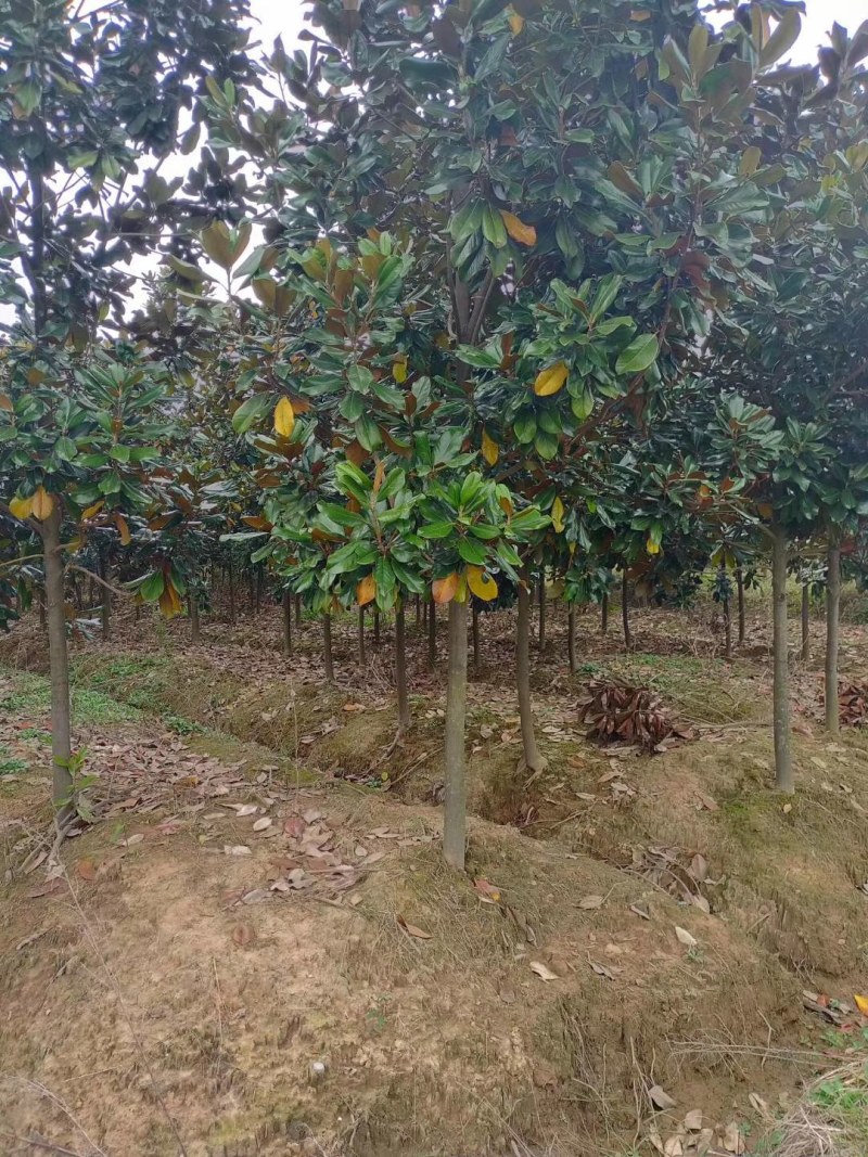 广玉兰苗，2-6公分广玉兰入圃苗批量出售