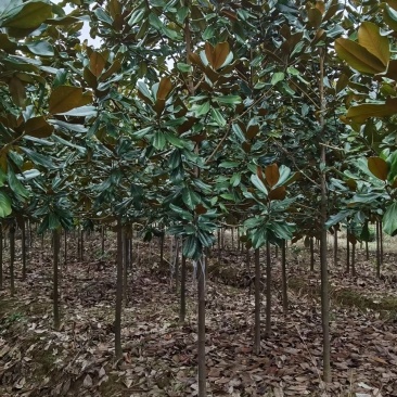 广玉兰苗，2-6公分广玉兰入圃苗批量出售