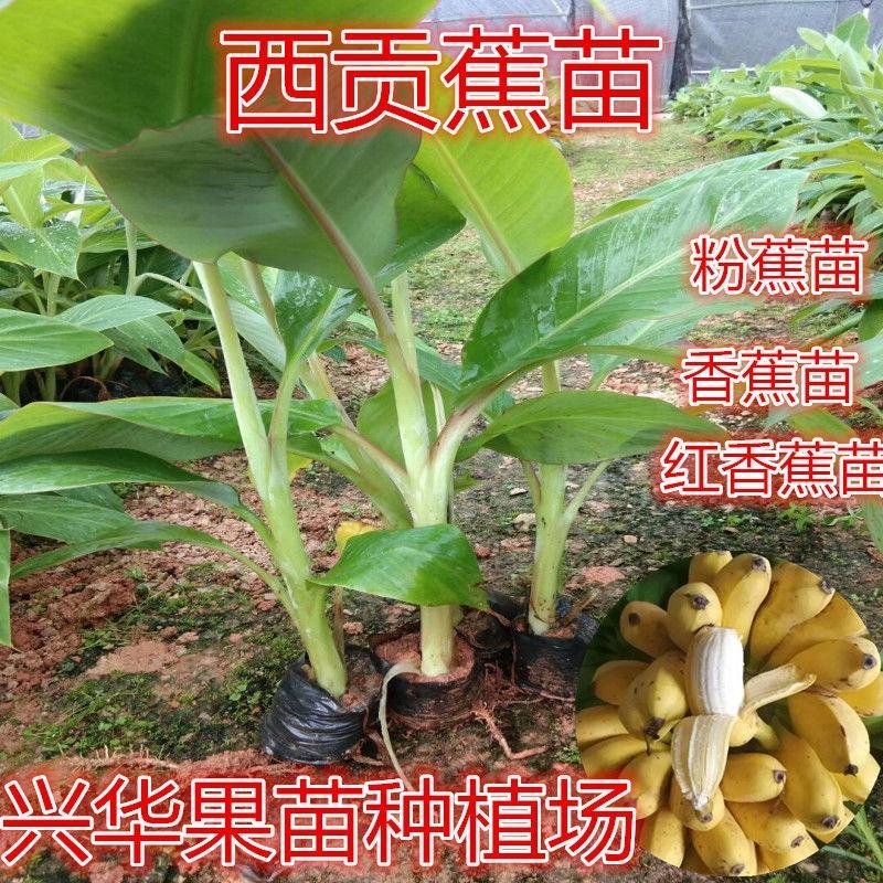 香蕉苗粉蕉苗金粉一号西贡蕉苗好种易活