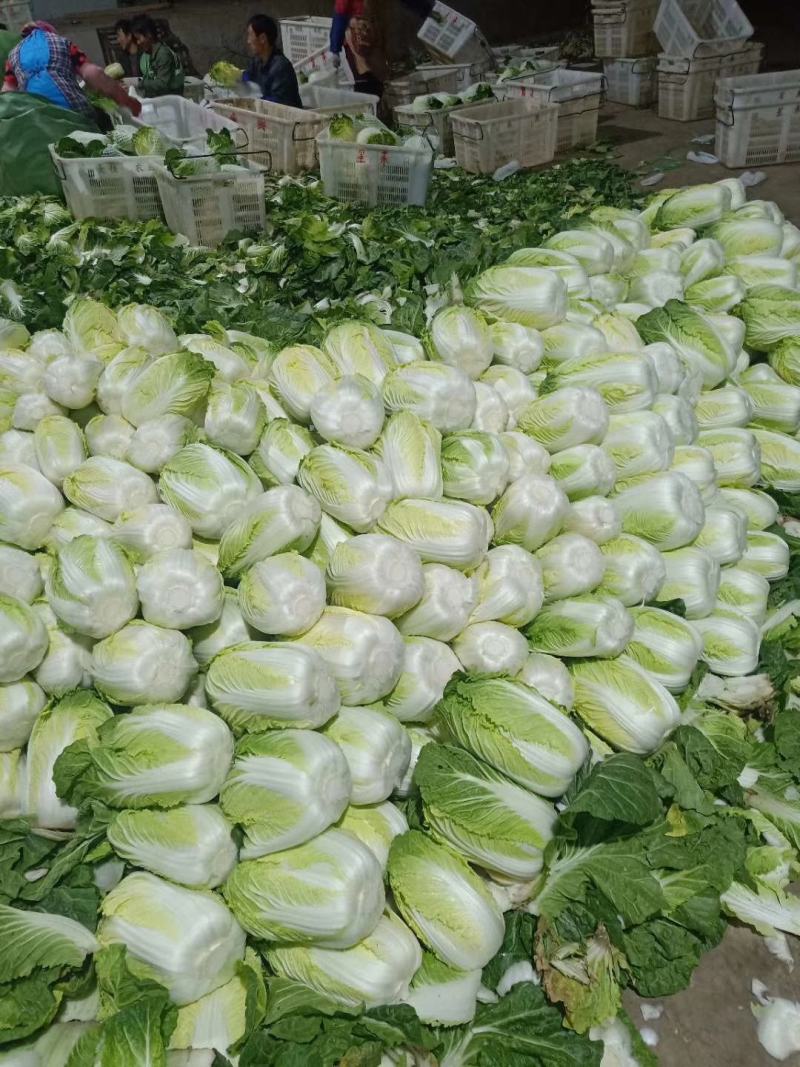 云南精品黄心大白菜，无花心，无烧心产地直销