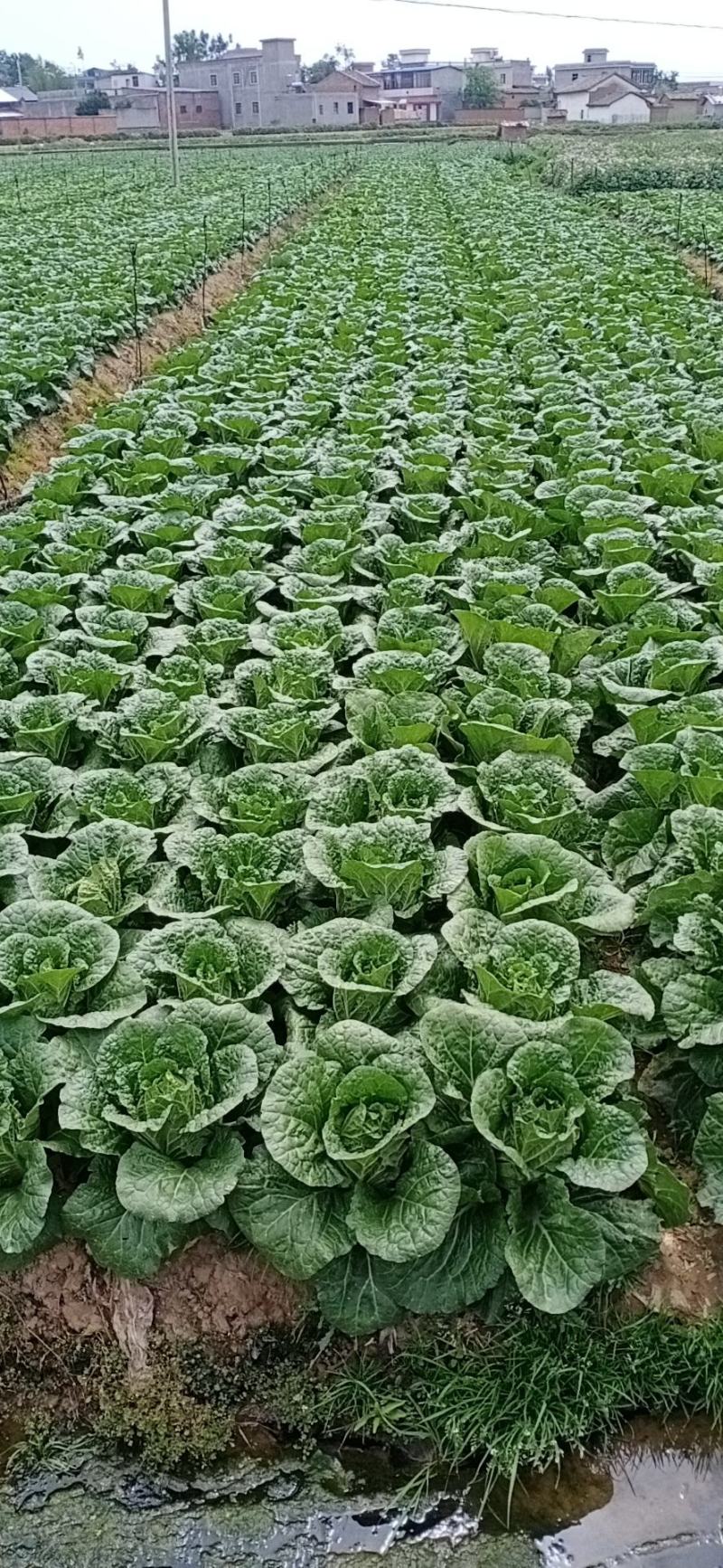 云南精品黄心大白菜，无花心，无烧心产地直销