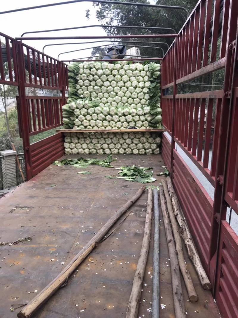 云南精品黄心大白菜，无花心，无烧心产地直销