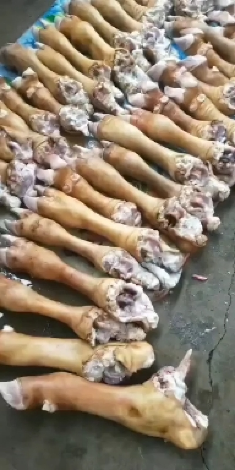 【精品】火烧全熟去牛蹄，单个包装，工厂直销