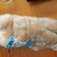 【精品】火烧全熟去牛蹄，单个包装，工厂直销