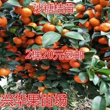 沙糖桔苗嫁接苗广西发货包邮