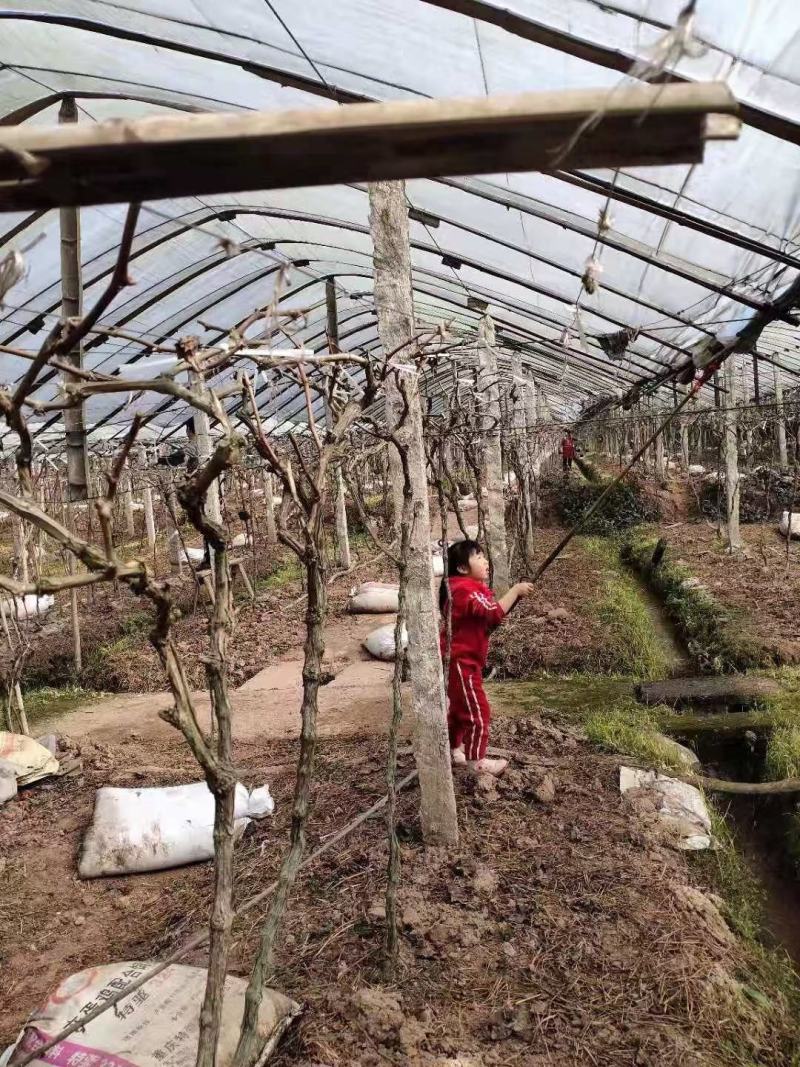 30亩丰产期的葡萄园转让