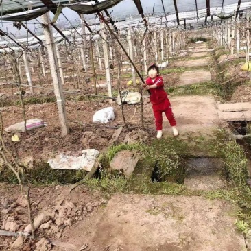 30亩丰产期的葡萄园转让