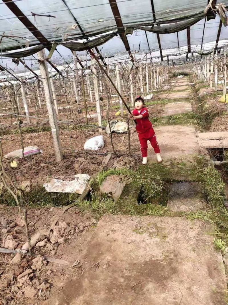 30亩丰产期的葡萄园转让
