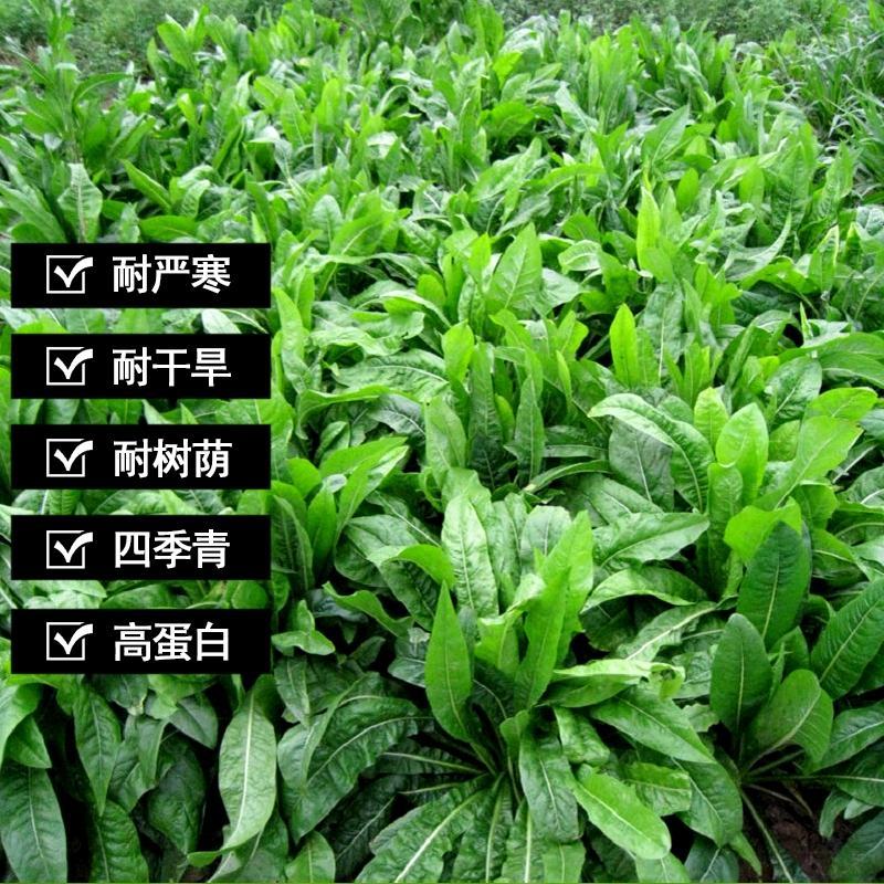 菊苣种子进口多年生大叶将军菊苣种籽四季高产耐旱牧草种子