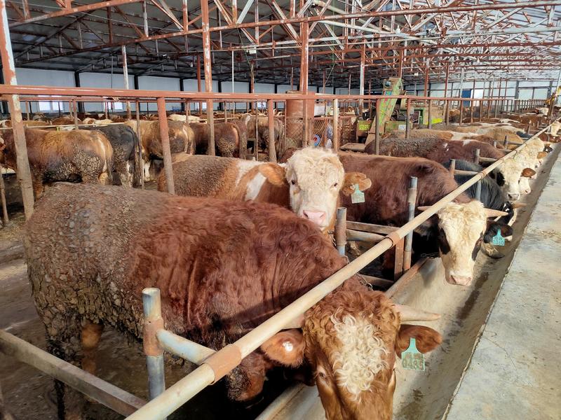 【内蒙古活牛】西门塔尔牛，牧场散养，随意挑选，长年有货
