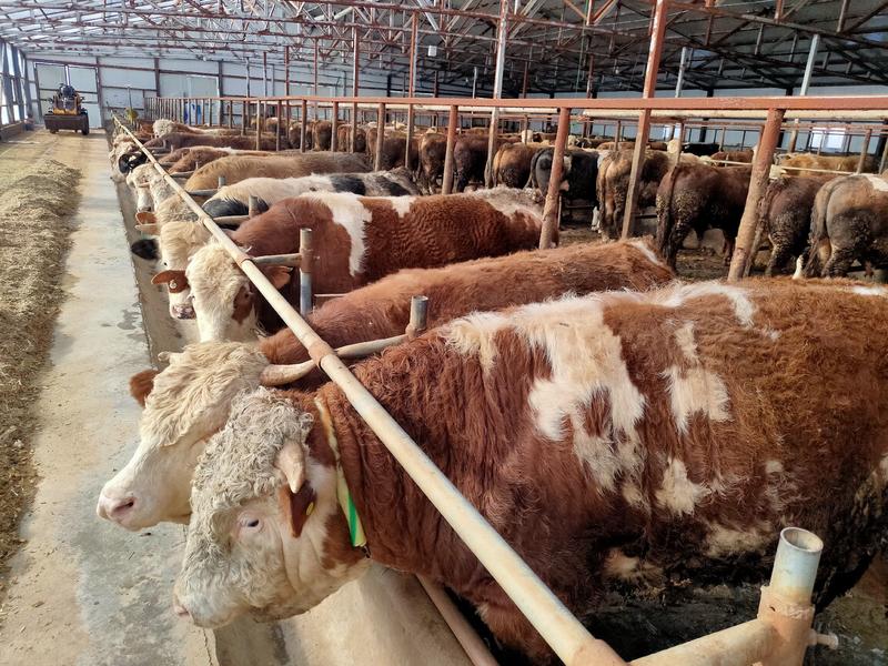 【内蒙古活牛】西门塔尔牛，牧场散养，随意挑选，长年有货