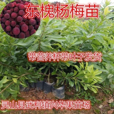 杨梅树东槐杨梅苗嫁接杨梅苗带杯发货包邮